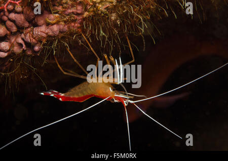 Les crevettes (Lysmata amboinensis nettoyant) sur les récifs coralliens, Tulamben, Bali, Indonésie Banque D'Images