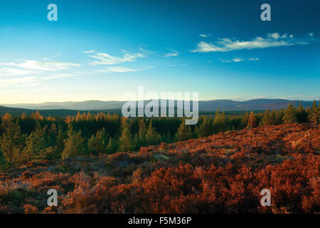 Invereshie Inchriach et réserve naturelle nationale, Glen Feshie, parc national de Cairngorm Banque D'Images