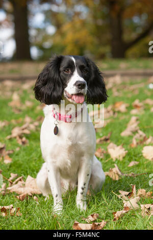 Spaniel chien - un Épagneul Springer au repos pendant la lecture dans un parc en automne Banque D'Images