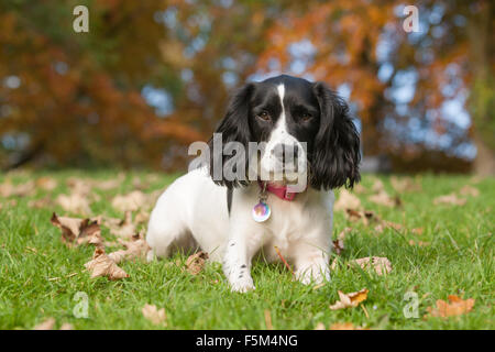 Spaniel chien - un Épagneul Springer au repos pendant la lecture dans un parc en automne Banque D'Images