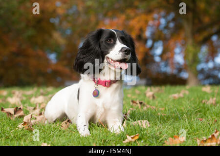 Spaniel chien - un Épagneul Springer au repos pendant la lecture dans un parc en automne Banque D'Images