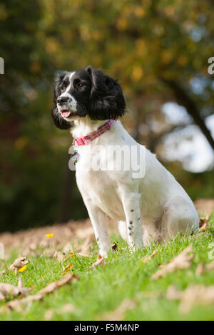 Spaniel chien - un Épagneul Springer au repos pendant la lecture dans un parc en automne Banque D'Images