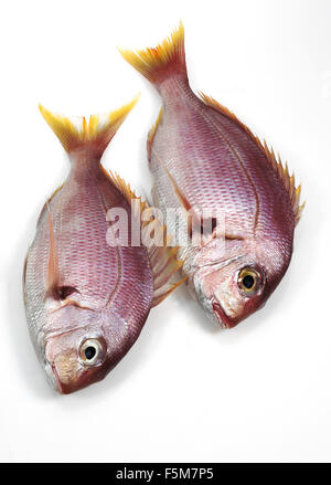 La brème de mer, pagellus bogaraveon, poissons frais contre fond blanc Banque D'Images