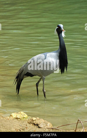 Grue Demoiselle, anthropoides virgo, des profils dans l'eau Banque D'Images