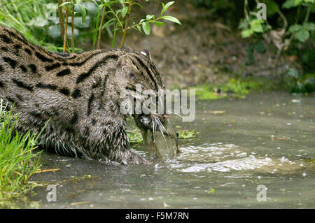 Pêche à la Cat, prionailurus viverrinus, des profils dans l'eau, de la pêche, avec des poissons dans la bouche Banque D'Images