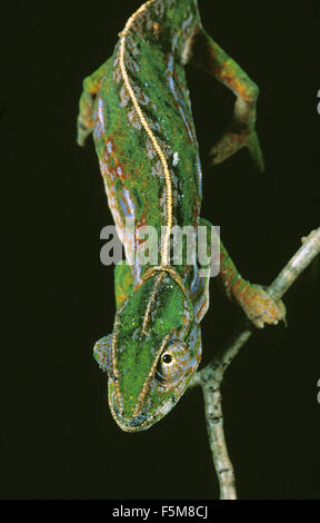 La Forêt de Madagascar, Caméléon furcifer campani, Direction générale de l'article adultes sur contre Fond noir Banque D'Images