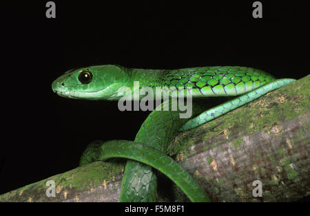 Le Serpent, philothamnus semivariegatus Bush Banque D'Images