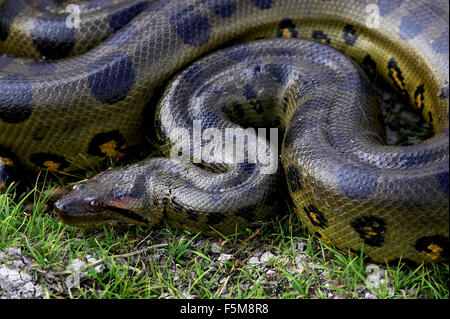 Anaconda vert, Eunectes murinus, Los Lianos au Venezuela Banque D'Images