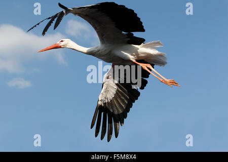 Cigogne blanche, Ciconia ciconia, adulte en vol sur fond de ciel bleu Banque D'Images