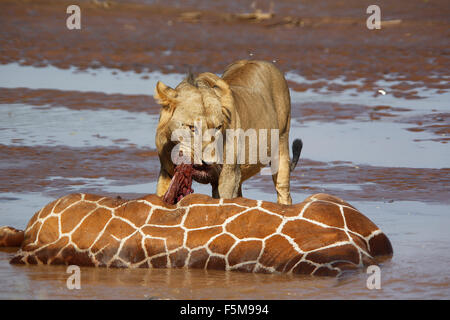 L'African Lion, Panthera leo, jeune homme mangeant giraffe réticulée coincé et se noyer dans la rivière, parc de Samburu au Kenya Banque D'Images