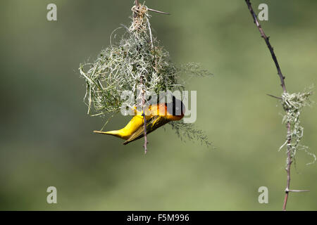 Speke's Weaver ploceus spekei, homme travaillant sur son nid, Bogoria Park au Kenya Banque D'Images