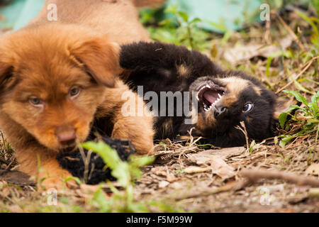 Cute chiots errants jouer Banque D'Images