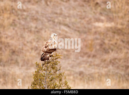 Hawk assis dans un arbre à regarder le paysage. Banque D'Images