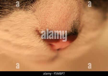 Gris et Blanc doux adorable chat domestique, jusqu'fermer Banque D'Images