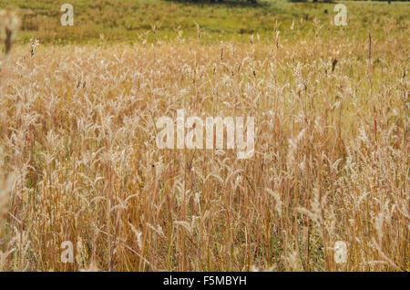 Les herbes folles virent au brun à l'automne dans une prairie du Colorado Banque D'Images