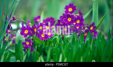 Primula veris -coucou bleu, coucou bleu commun coucou bleu primrose ; syn. Primula officinalis Hill en libre Banque D'Images