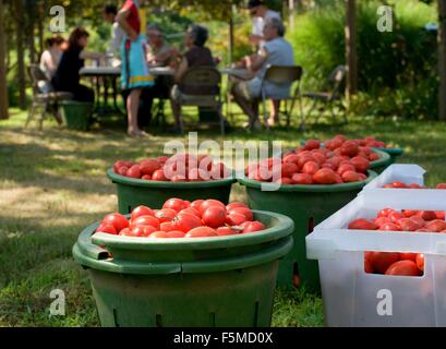 La récolte de la famille des tomates dans des conteneurs Banque D'Images