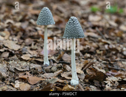 Champignon Coprinus picaceus (PIE), Mönchbruch Nature Reserve, Ruesselsheim, Hesse, Allemagne Banque D'Images