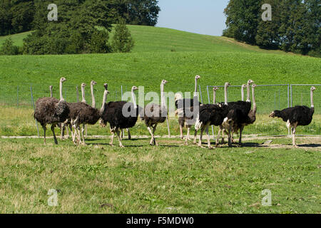 Les autruches (Struthio camelus) sur ostrich farm, captive, Rosenheim, Berlin, Allemagne Banque D'Images