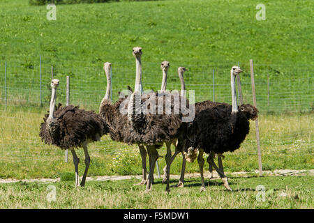 Les autruches (Struthio camelus) sur ostrich farm, captive, Rosenheim, Berlin, Allemagne Banque D'Images