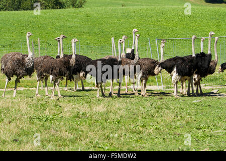 Les autruches (Struthio camelus) sur ostrich farm, captive, Rosenheim, Berlin, Allemagne Banque D'Images