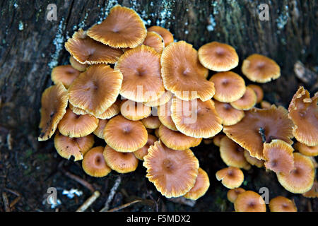 Close up of Xeromphalina campanella champignons avec noms communs la trompette d'or et la cloche-pied Omphalina ou floues Banque D'Images