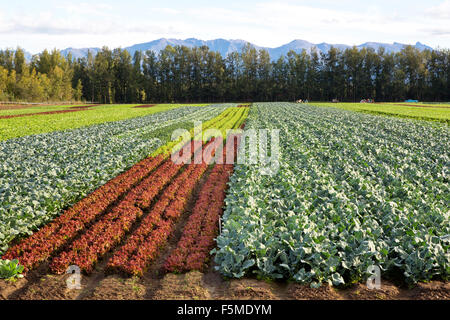 De plus en plus de légumes à différents stades de maturité. Banque D'Images