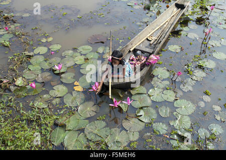 6 novembre 2015 - Gazipur, Bangladesh - DHAKA, BANGLADESH, le 06 novembre : les enfants ruraux collecter des lis d'eau rouge pour leur bétail près de Dhaka le 06 novembre 2015..Près de trois-quarts de la population vivent dans les zones rurales. Les familles dans les régions rurales du Bangladesh comptent principalement sur l'agriculture et de la pêche pour la volaille,leur revenu quotidien..au Sommet mondial sur le développement durable 25 septembre 2015, les États membres de l'ONU adoptera l'ordre du jour de 2030 pour le développement durable, qui comprend un ensemble de 17 objectifs de développement durable (ODD) pour mettre fin à la pauvreté, lutter contre les inégalités et l'injustice, et de lutter contre le changement climatique en 203 Banque D'Images