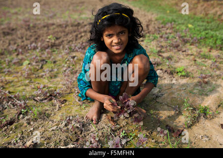 Dhaka, Bangladesh. 6 novembre, 2015. Une jeune fille du village de légumes de recueillir leurs terres cultivées pour leurs besoins quotidiens en novembre, 06 Gazipur 2015. Près des trois-quarts de la population vivent dans les zones rurales. Les familles dans les régions rurales du Bangladesh comptent principalement sur l'agriculture et de la pêche pour la volaille,leur revenu quotidien. Au Sommet mondial sur le développement durable 25 septembre 2015, les États membres de l'ONU adoptera l'ordre du jour de 2030 pour le développement durable, qui comprend un ensemble de 17 objectifs de développement durable (ODD) pour mettre fin à la pauvreté, lutter contre les inégalités et l'injustice, et de lutter contre le changement climatique en 2030. © zakir Banque D'Images