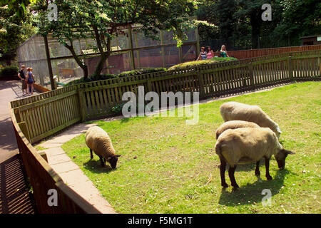 Animaux domestiques corner, Jesmond Dene Banque D'Images