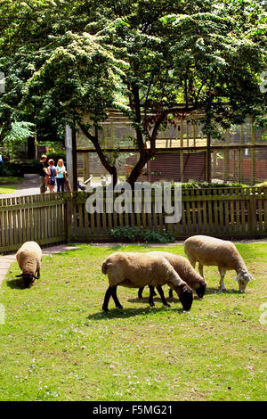 Animaux domestiques corner, Jesmond Dene Banque D'Images