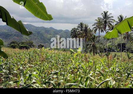 Champs de maïs sur l'île de Mindanao, aux Philippines. Banque D'Images