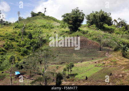 Champs de légumes sur l'île de Mindanao, aux Philippines. Banque D'Images