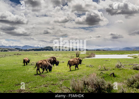 Le bison en itinérance sur des terres des prairies dans le Wyoming, United States Banque D'Images