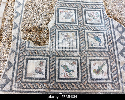 Détail de mosaïque dans la Villa des oiseaux à l'Est de l'époque romaine Site Odeum à Kom el Dikka Alexandria, côte nord de l'Égypte Banque D'Images