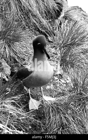 Le HMS Endurance navire hydrographique britannique de l'Antarctique, la Géorgie du Sud Albatros fuligineux whaling bay 1973 Banque D'Images