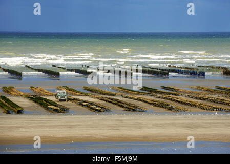 Les huîtres dans des sacs à Oyster Farm / parc d'huîtres exposées sur plage à marée basse, Lessay, Normandie Banque D'Images