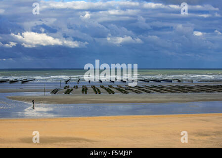 Les huîtres dans des sacs à Oyster Farm / parc d'huîtres exposées sur plage à marée basse, Lessay, Normandie Banque D'Images