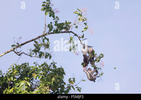 Les macaques sauvages de Bornéo en jouant dans la jungle autour de la rivière Kinabatangan Banque D'Images