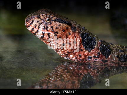 Chinois mâle lézard crocodile commun (crocodilurus) à la surface de l'eau Banque D'Images