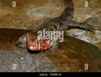 Chinois mâle lézard crocodile commun (crocodilurus) au bord de l'eau Banque D'Images