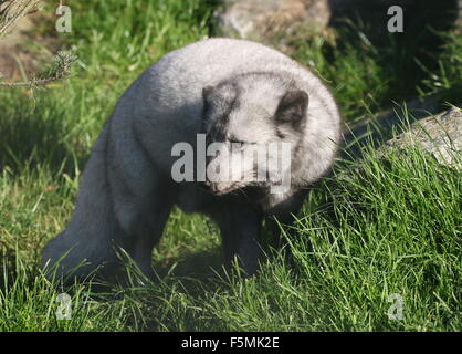 Ou de l'Arctique renard polaire (Alopex lagopus, Vulpes lagopus) durant l'été Banque D'Images