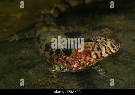 Chinois mâle lézard crocodile commun (crocodilurus) dans l'eau peu profonde Banque D'Images