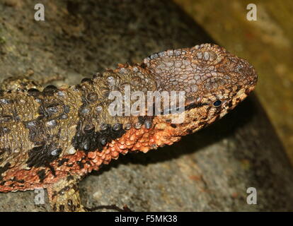 Chinois mâle lézard crocodile commun (crocodilurus), gros plan de la tête, vu de profil Banque D'Images