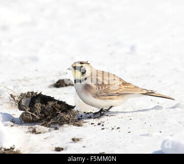 Sous-alimentation dans la neige sur le fumier de cheval. Banque D'Images