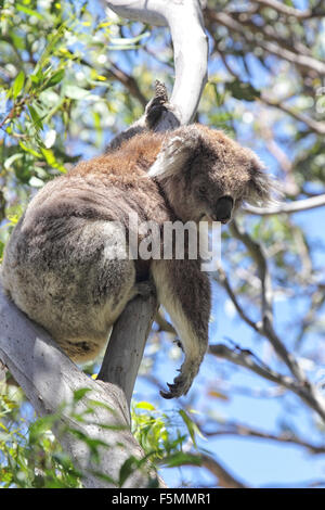 Koala (Phascolarctos cinereus) assis sur un eukalypt sur arbre Raymond Island dans le lac King, Victoria, Australie. Banque D'Images