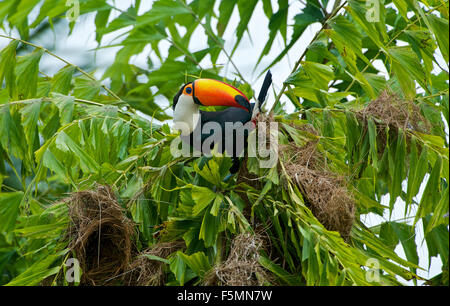 Toucan Toco (Ramphastos toco) attaquer les nids dans un arbre, Jardim d' Amazonie Ecolodge, Mato Grosso, Brésil Banque D'Images