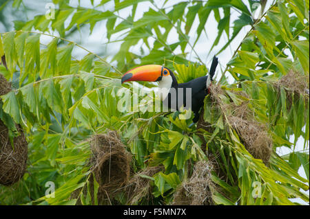 Toucan Toco (Ramphastos toco) attaquer les nids dans un arbre, Jardim d' Amazonie Ecolodge, Mato Grosso, Brésil Banque D'Images