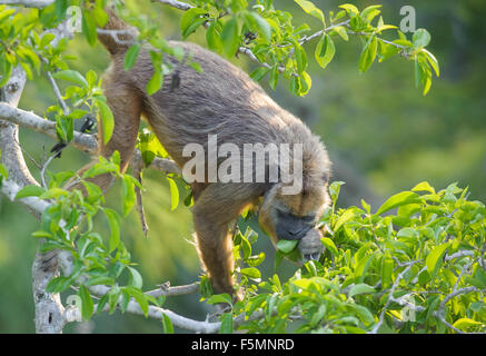 Singe hurleur noir (Alouatta caraya) femelle se nourrissant dans un arbre, le Pantanal, Mato Grosso, Brésil Banque D'Images