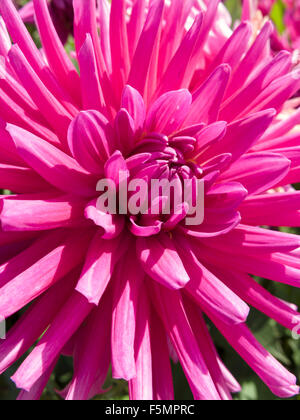 Gros plan du pourpre simple bijou fleur Dahlia Banque D'Images